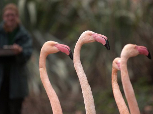 Flamingos no Zoológico de Londres, um dos animais vistos pelas crianças durante a pesquisa. (Foto: Leon Neal / AFP Photo)