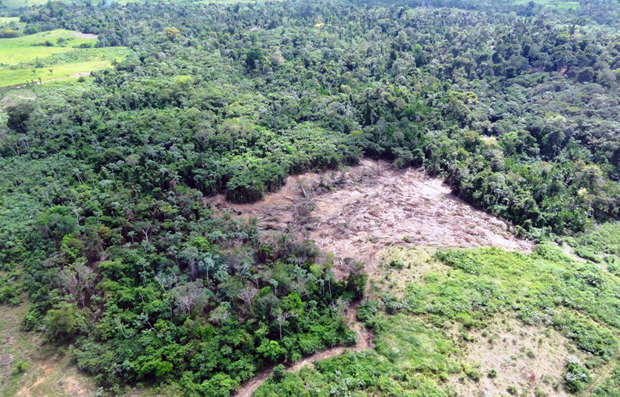 Área desmatada em Nova Ipixuna (Foto: Nelson Feitosa/Ibama)