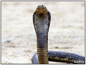 Suspeita é de que as cobras fossem ser vendidas a restaurantes, onde são servidas como iguaria (Foto: Getty Images)