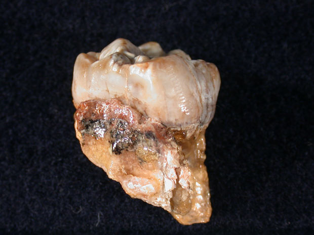 Imagem de um molar do 'Australopithecus africanus' usado no estudo (Foto: Darryl de Ruiter/Nature)