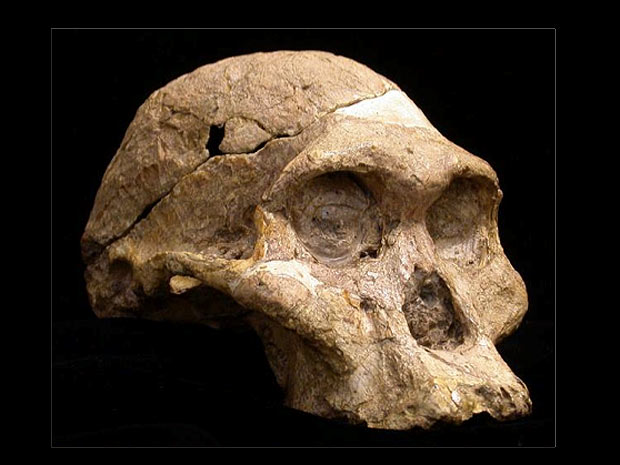Ossada de 'Australopithecus africanus' encontrado nas cavernas da África do Sul (Foto: Darryl de Ruiter/Nature)
