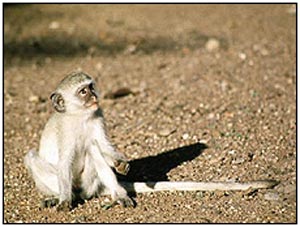 Entidades afirmam que habitat de macacos vervet está sendo destruído (Foto: BBC)