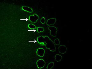 Proteína fluorescente destaca as células cerebrais que controlam o apetite e são afetadas pela nicotina (Foto: Science/AAAS)