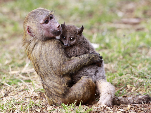 O filhote de galago tem três meses de idade, enquanto a filhote de babuíno tem sete meses (Foto: Thomas Mukoya/Reuters)
