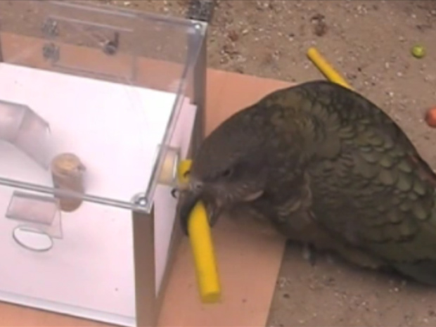 Papagaios da Nova Zelândia resolveram os problemas propostos pelos cientistas (Foto: BBC)