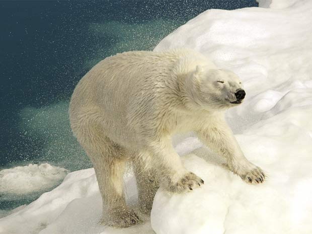 Um urso polar do Ártico se sacode para secar o pelo. (Foto: Eric Coomes / naturesbestphotography.com )