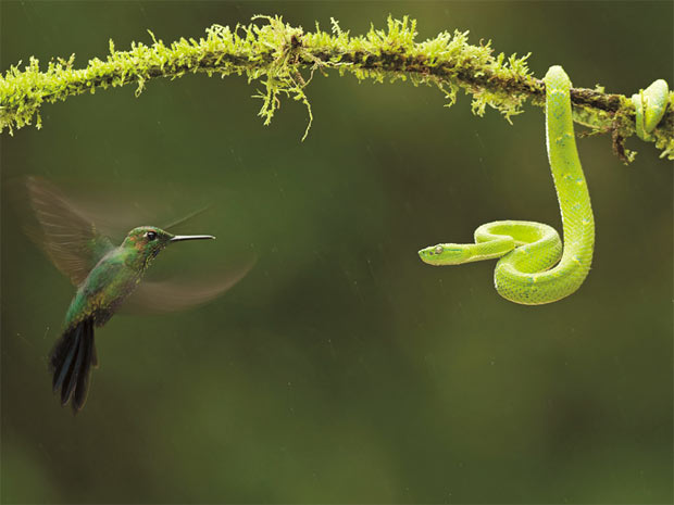 Um beija-flor se defende do ataque de uma víbora, na Costa Rica.  (Foto: Bence Máté / naturesbestphotography.com )