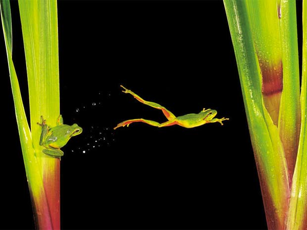 Vencedora da categoria de "Foto Digital Criativa", a montagem de fotos acima mostra a preparação pulo de um sapo entre duas plantas, na Espanha.  (Foto: Francisco Mignorance / naturesbestphotography.com )
