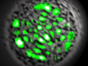 Cientistas conseguem fazer células emitir laser. (Foto: M. Gather / via BBC)