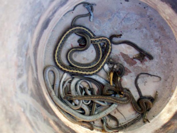 Casal encontrou centenas de cobras no imóvel comprado (Foto: AP)