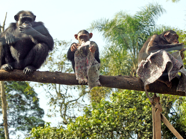 Um de chimpanzés pôde ser visto nesta quarta-feira (15) utilizando cobertores para se proteger do frio no Parque Zoológico de São Paulo, na Zona Sul da cidade. De acordo com a assessoria do parque, os veterinários adotam medidas como esta no período do in (Foto: Ayrton Vingola/ Agência Estado/ AE)