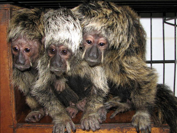Macacos Zoo (Foto: Esther Nazareth/Divulgação)