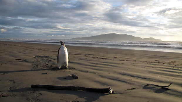 Pinguim típico da Antártida 'perdido' na Nova Zelândia. (Foto: AP Photo / via BBC)