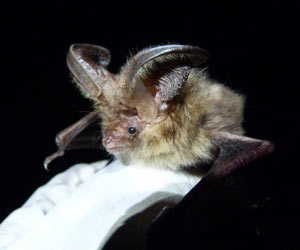Morcegos da espécia tinham sido vistos pela última vez nas ilhas Scilly na década de 60 (Foto: Fiona Mathews / Universidade de Exeter)
