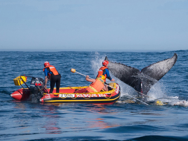 Mamífero tinha 11 metros de comprimento e ficou preso em rede de pescadores. (Foto: Caters / via BBC)