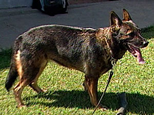 Cão da raça pastor alemão é treinado para ajudar no combate às drogas.  (Foto: Reprodução/TVCA)