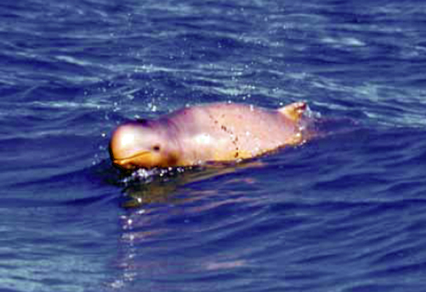 Espécie de golfinho com  (Foto: Guido J. Parra/WWF)
