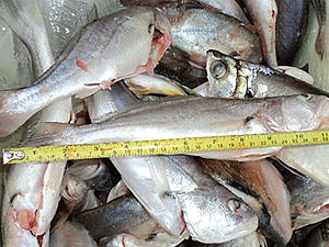 Mais de 400 quilos de pescados são apreendidos em Mato Grosso. (Foto: Divulgação / PRF)