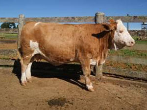 Vaca Vitória, primeiro clone animal da América Latina (Foto: Divulgação)