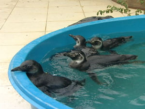Pinguins chegam mais cedo ao ES (Foto: Reprodução/TV Gazeta)