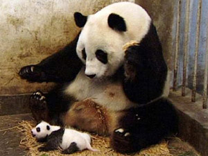 Panda espirrando (Foto: Reprodução/Reprodução)