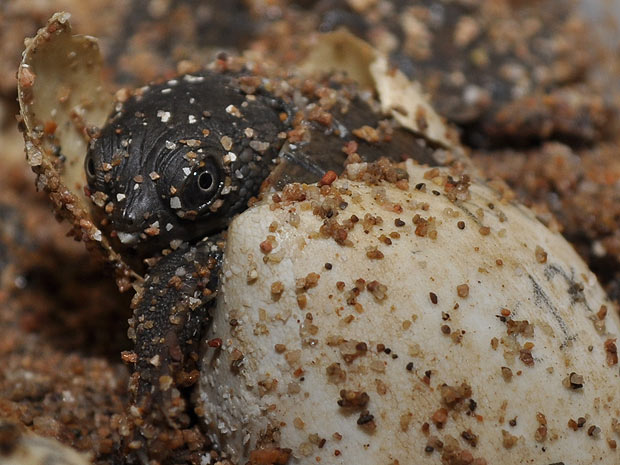 Bebê-tartaruga não sabe nadar se nasceu em épocas muito quentes (Foto: Mariana A. Micheli-Campbell)
