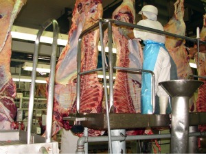 Abate de bovinos em MS (Foto: Divulgação/ Sato Comunicação)