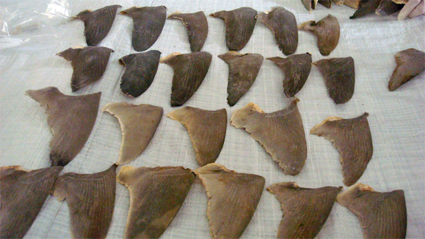 Barbatanas de tubarão apreendidas pelo Ibama. (Foto: Rita Barreto - Ibama/Divulgação)