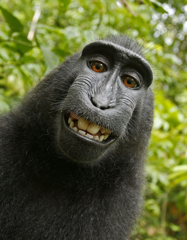 Macaco da ilha de Sulawesi roubou a câmera e fez seu próprio retrato (Foto: Wild Monkey/David Slater/Caters News)