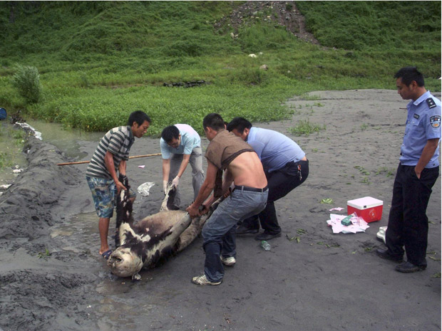 Policial observa moradores que tentam levantar corpo de panda selvagem morto pelas chuvas na cidade de Yingxiu, no condado de Wenchuan, província de Sichuan, na terça-feira (5). O panda, de cerca de 10 anos, provavelmente se afogou após cair em um rio, segundo uma autoridade local (Foto: Reuters)