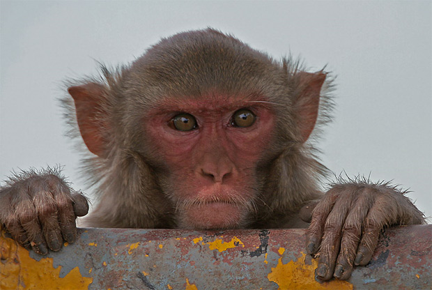 Os macacos-rhesus são originários do sul da Ásia - o da foto foi fotografado na Índia. (Foto: J.M.Garg / Creative Commons)