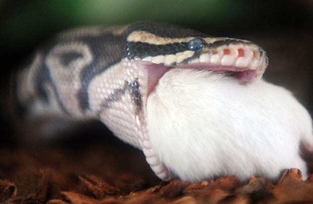 Cobra ataca roedor e tenta devorá-lo. (Foto: Grabriel Bouys/AFP)