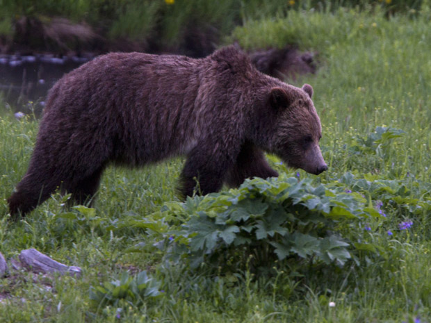 Urso marrom anda próximo ao Lago Beaver, no Parque Nacional de Yellowstone, no estado americano do Wyoming, nesta quarta-feira (6). Um urso matou um homem que estava caminhando com sua mulher no parque. Aparentemente, o casal surpreendeu uma fêmea com seus filhotes, segundo funcionários do parque. Foi o primeiro ataque de urso com morte no local desde 1986. O homem, de 57 anos, não teve sua identidade revelada. A mulher, que teve ferimentos superficiais, disse não ter visto a ursa atacar seu marido. (Foto: AP)