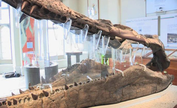 O crânio do pliossauro (Foto: BBC)