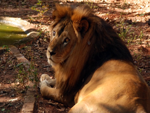 Leão solitário e depressivo está em zoológico desativo em Ivinhema (Foto: Divulgação/Ivinotícias)