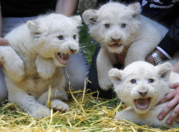 Três filhotes de leão branco foram apresentados nesta segunda-feira (11) durante evento realizado no zoológico de Hodenhagen, na Alemanha. O zoo aproveitou ainda para realizar uma cerimônia de batismo para nomear os filhotes, que agora se chamam 'Adel', 'Rosi' e 'Jasmin'. (Foto: Fabian Bimmer/Reuters)