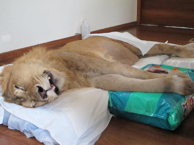 Leão será submetido a novo tratamento (Foto: Caroline Hasselmann/G1)