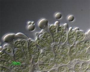 Imagem de microscópio mostra como a alga Botryococcus braunii libera óleo. (Foto: Divulgação)