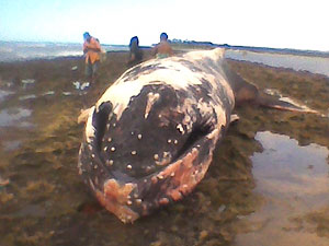 Baleia jubarte é encontrada morta após encalhar em Porto Seguro (Foto: Reprodução/TV Bahia)