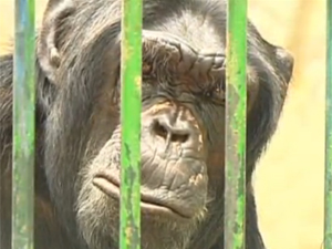 Chimpanzé Jimmy (Foto: Reprodução/TV Globo)