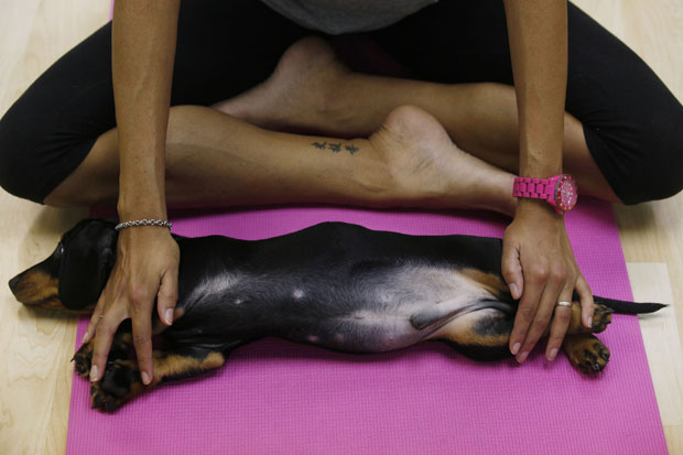 Uma academia de Hong Kong, na China, inovou ao oferecer a prática de 'doga', uma modalidade de ioga voltada para cachorros. (Foto: Kin Cheung/AP)