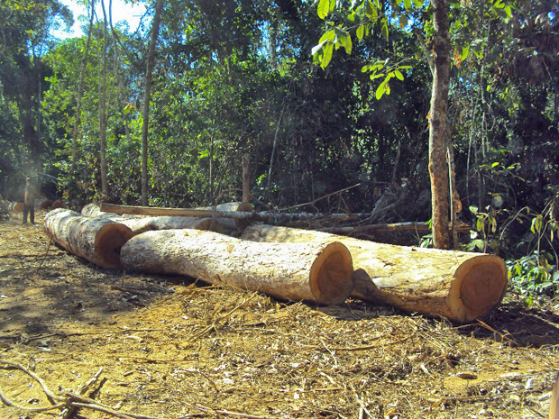 Toras encontradas em área devastada em parque de Mato Grosso (Foto: Divulgação/Ibama)