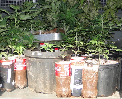 Homem é preso  em MS com plantação de maconha em garrafas pet (Foto: Divulgação/Denar)