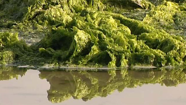 Algas invadem praia francesa (Foto: BBC)