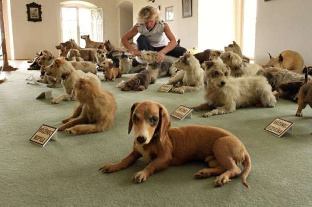 Barão tinha cerca de 200 cães, sendo que 51 deles foram empalhados e fazem parte da coleção. (Foto: Radek Mica/AFP)