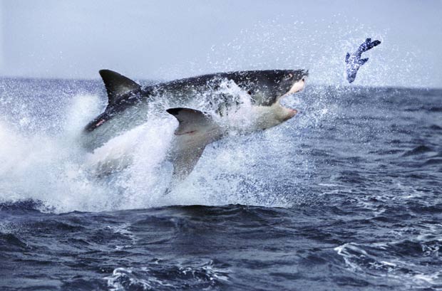 Tubarão branco salta para capturar foca na África do Sul. (Foto: Steve Bloom/Barcroft Media/Getty Images)