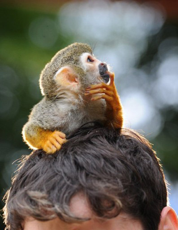 O macaco-esquilo Charles Darwin passeia na cabeça de seu dono durante filmagem nesta quinta-feira (21) em Berlim. O flagrante foi feito por Jens Kalaene (Foto: AFP)