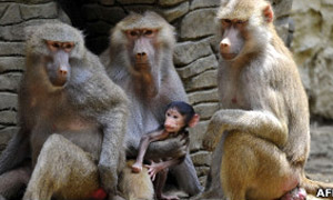 Cientistas temem que pesquisas médicas criem macacos falantes (Foto: AFP)