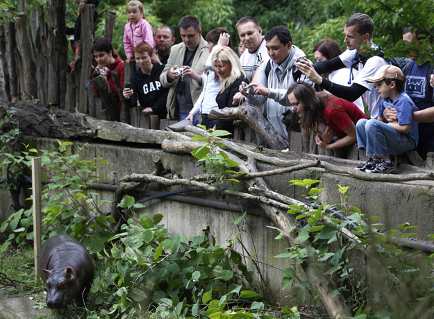 Visitantes aproveitaram para tirar muitas fotografias do bebê hipopótamo (Foto: Petr Josek/Reuters)