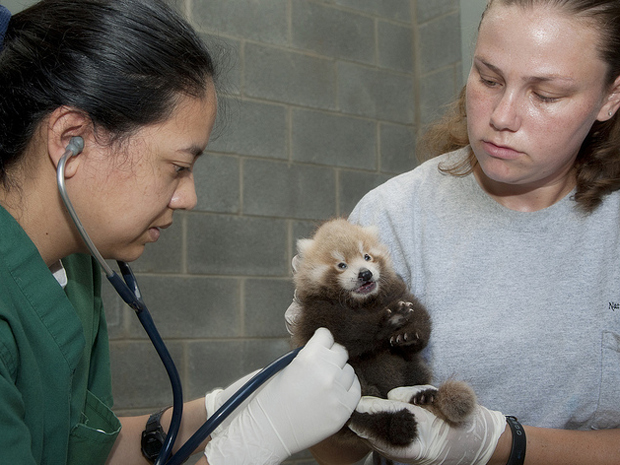 Veterinária examina um dos filhotes de panda-vermelho nascidos no instituto pertencente ao Smithsonian, localizado na Virginia (Foto: Divulgação/Mehgan Murphy/Smithsonian's National Zoo)